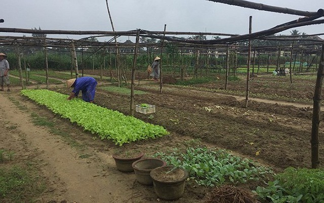 Vườn rau hữu cơ Thanh Đông (Ảnh tư liệu)