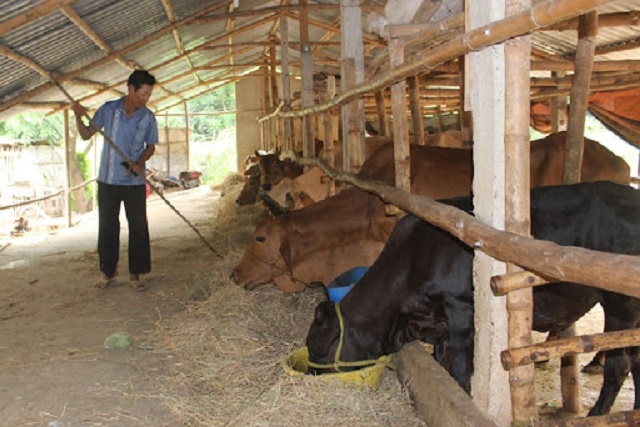 THT Sơn Ngọc chăn nuôi đàn bò 200 con (Ảnh TL)