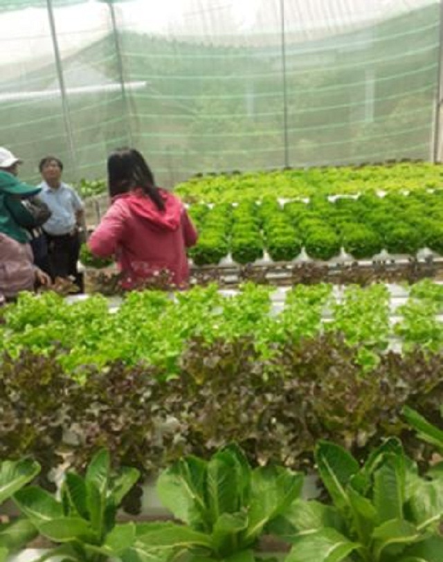 Mô hình trồng rau thủy canh của anh Phụng (ảnh Tư liệu)