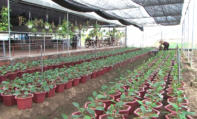 Khu vực trồng hoa của HTX giúp cho trang trại thêm đẹp mắt