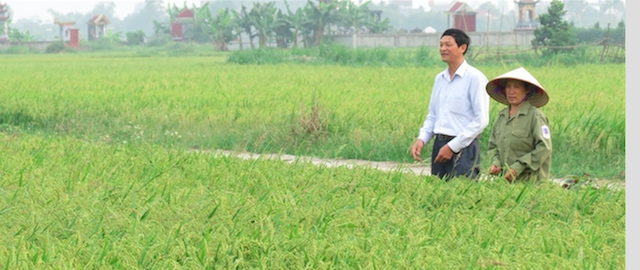 Nâng cao hiệu quả sản xuất bằng cách thành lập các mô hình HTX (Ảnh: Internet)