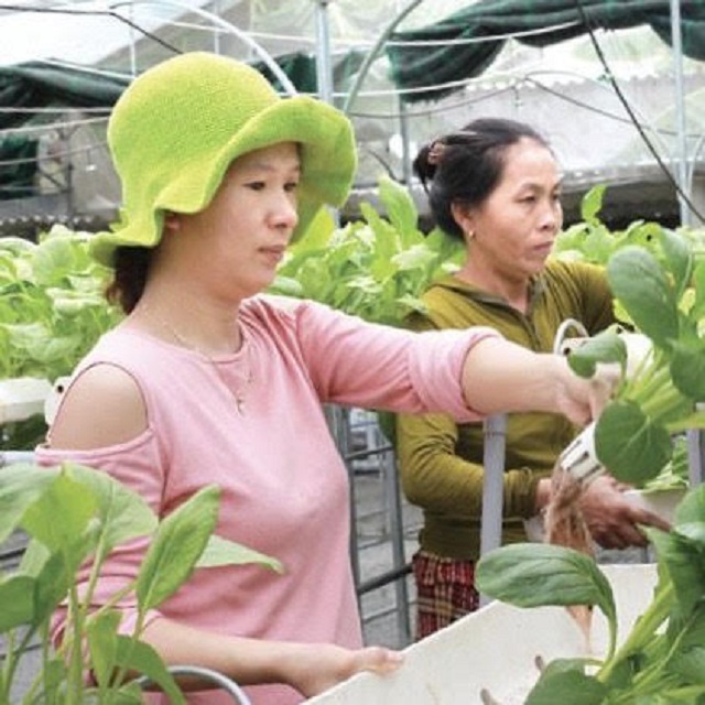 Thành viên HTX Nông nghiệp rau sạch Mầm Việt đang chăm sóc rau (Ảnh TL)