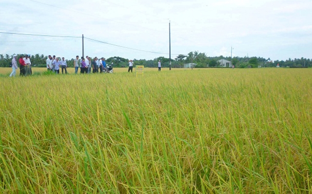 HTX là nòng cốt xây dựng cánh đồng lớn tại Trà Vinh (Ảnh tư liệu)