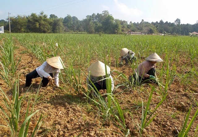 Các HTX, tổ hợp tác đang chú trọng khoa học – kỹ thuật, ATLĐ để đảm bảo hiệu quả bền vững (Ảnh TL)