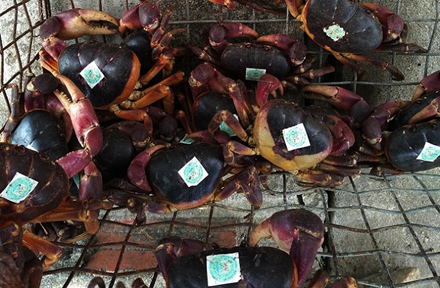 Cua đá dán tem và đủ kích cỡ mới được bán ra thị trường (Ảnh: Tư liệu)