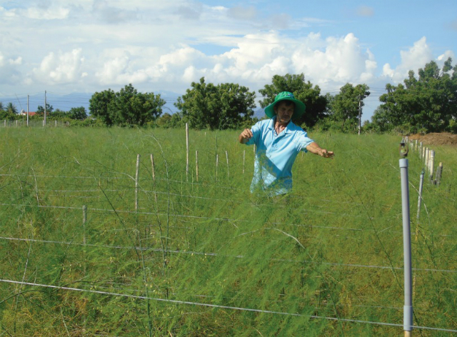 Măng tây xanh đã trở thành cây trồng đặc thù của tỉnh Ninh Thuận, giúp nông dân làm giàu (Ảnh tư liệu)