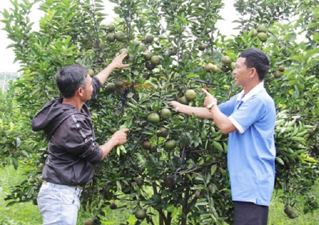 Thành viên HTX Nông nghiệp và Du lịch Sêrêpốk 3 trao đổi về kỹ thuật canh tác và điều tiết cam sành ra trái đúng thời điểm (Ảnh: TL)