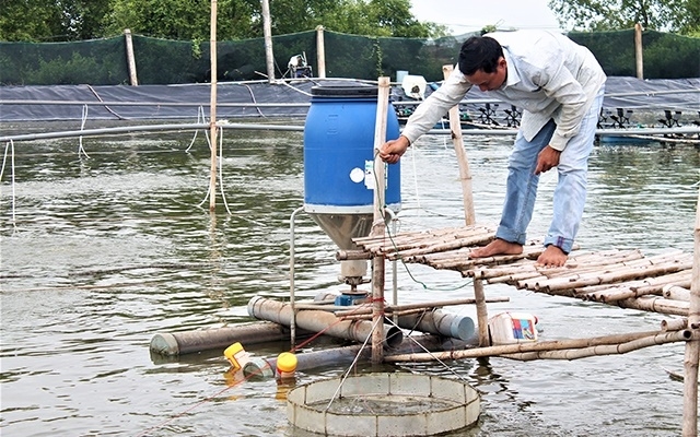 Mô hình nuôi tôm sạch công nghệ cao của HTX Hòa Nghĩa, huyện Vĩnh Châu (Ảnh: Internet)
