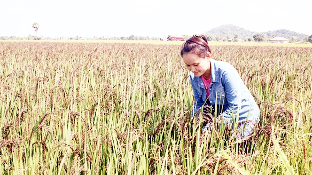 Mô hình sản xuất lúa thảo dược của HTX đang cho thu nhập trên 40 triệu đồng/ha/vụ (Ảnh Tư liệu)