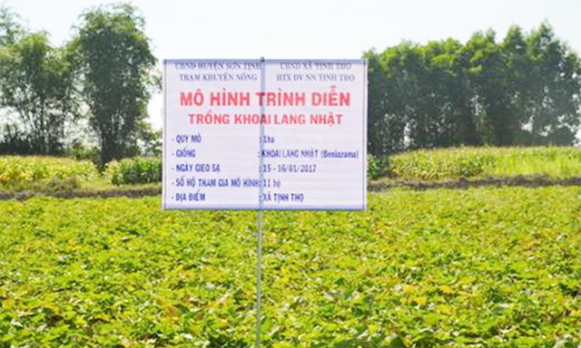 Mô hình trồng khoai lang Nhật của HTX Dịch vụ nông nghiệp Tịnh Thọ (Ảnh: Tư liệu)