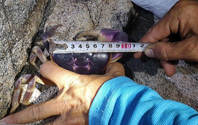 Mỗi con cua mai dài hơn 7 cm mới được phép bắt (Ảnh: Tư liệu)