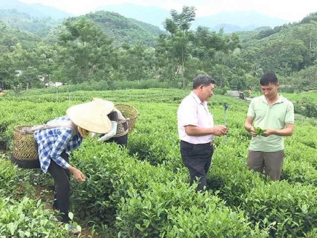 Trồng chè theo tiêu chuẩn VietGAP đã giúp nhiều hộ dân thoát nghèo (Ảnh: Internet)