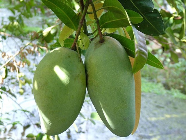 Xoài của HTX Hưng Thịnh đủ điều kiện xuất khẩu chính ngạch sang Trung Quốc và Anh.