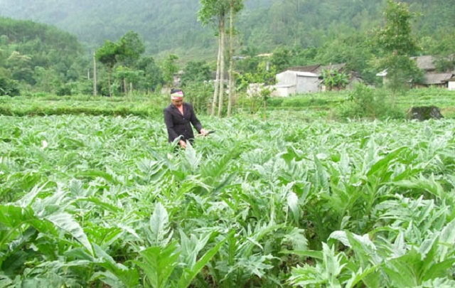 Các loại cây dược liệu của HTX được trồng và chăm sóc theo hướng “nông nghiệp xanh” (Ảnh: TL)