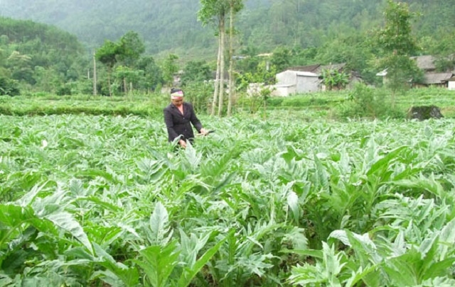 Các loại cây dược liệu của HTX được trồng và chăm sóc theo hướng “nông nghiệp xanh” (Ảnh: TL)