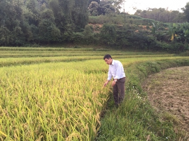 Giống lúa TBJ3 mang lại hiệu quả kinh tế cao cho các thành viên HTX Trấn Ninh (Ảnh tư liệu)