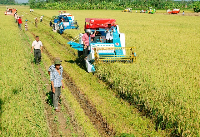 HTX Hòa Trị 2 liên kết người dân và doanh nghiệp sản xuất lúa giống trên cánh đồng rộng 700ha (Ảnh:Tư liệu)