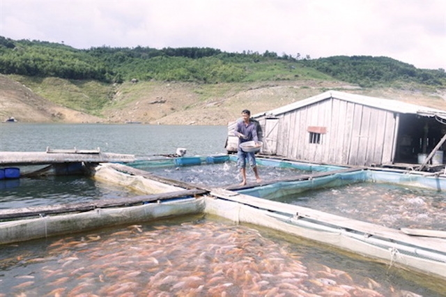 Nuôi cá trong lồng hồ thuỷ điện cho sản phẩm sạch, ít rủi ro (Ảnh: Tư liệu)