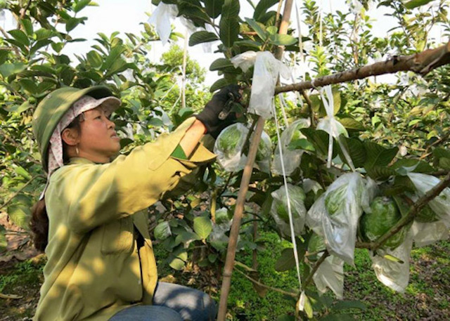 HTX hướng dẫn bà con nông dân trồng ổi theo tiêu chuẩn VietGAP (Ảnh: Tư liệu)