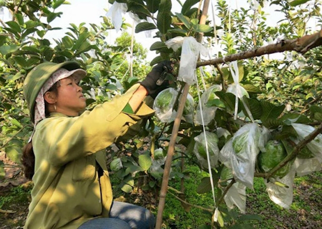 HTX hướng dẫn bà con nông dân trồng ổi theo tiêu chuẩn VietGAP (Ảnh: Tư liệu)