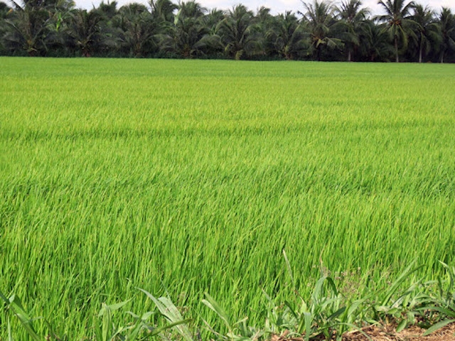 Lên phương án chống sinh vật gây hại trên 1,1 triệu ha lúa Đông Xuân (Ảnh: Internet)