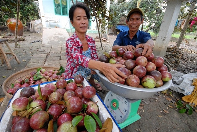 Vú sữa là quả đặc sản đang được Cần Thơ đẩy mạnh sản xuất (Ảnh Tư liệu)