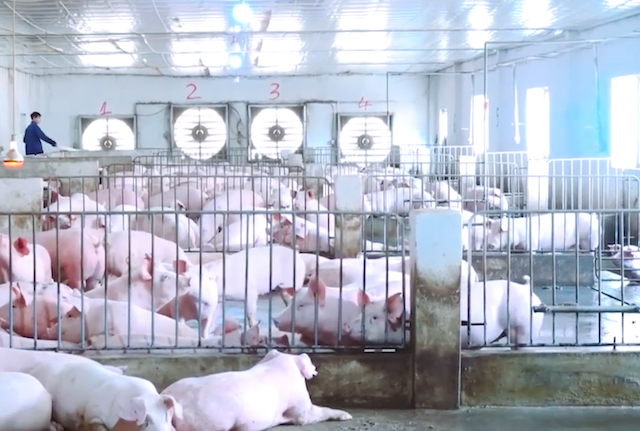 Mô hình nuôi lợn thương phẩm của HTX An Hồng đạt hiệu quả cao và không gây hại môi trường (Ảnh: TL)