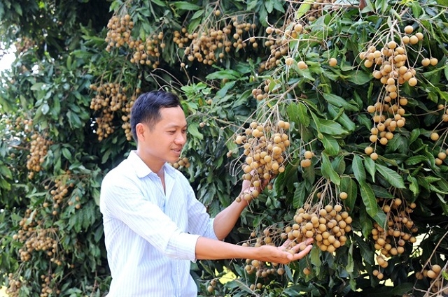 Cần Thơ đã hình thành nhiều vùng sản xuất cây ăn trái VietGAP (Ảnh TL)