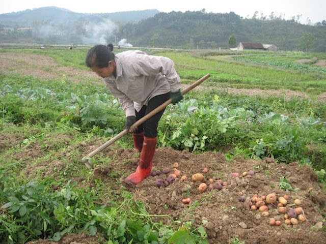 Khoai tây ở Cai Kinh luôn được đảm bảo nguồn tiêu thụ từ HTX (Ảnh: TL)