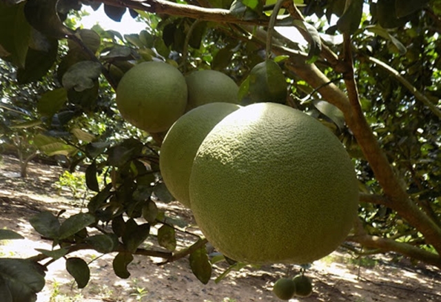 Sản phẩm của HTX được đánh giá cao về chất lượng, mẫu mã (Ảnh TL)