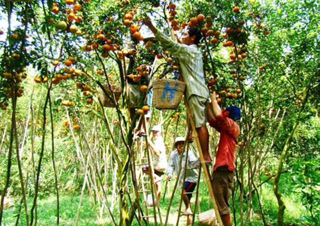 HTX đang phát triển nhanh, ổn định nhờ liên kết sản xuất (Ảnh Tư liệu)