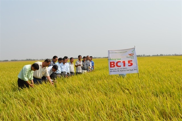 Mô hình sản xuất lúa giống của HTX Khiết Tâm (Ảnh: Tư liệu)