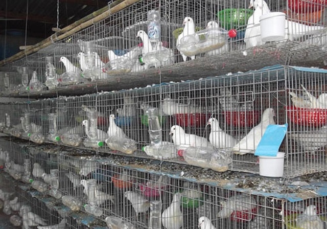 Mô hình nuôi chim bồ câu của HTX Minh Thuận (Ảnh: Internet)