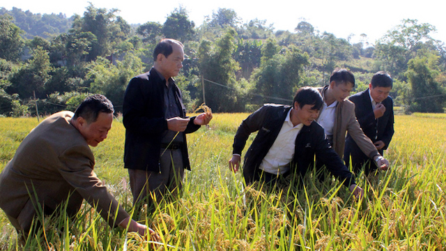 Lãnh đạo Liên minh HTX tỉnh Lạng Sơn tham quan diện tích trồng lúa Nhật của HTX Trấn Ninh (Ảnh tư liệu)
