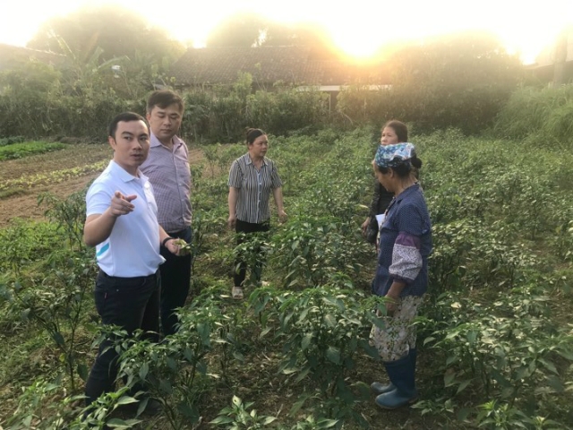 Ông Đoàn Thanh Hưởng, Phó Chủ tịch UBND huyện Hoà An hướng dẫn bà con chăm sóc ớt