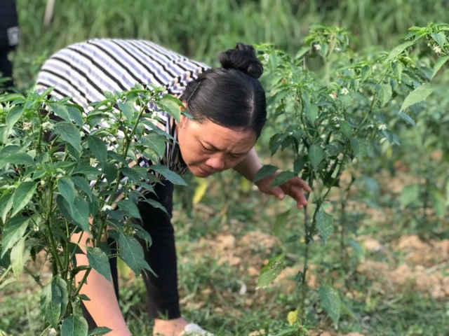 Bà Đoàn Thị Thiên, Tổ trưởng Tổ hợp tác chăm sóc cây ớt