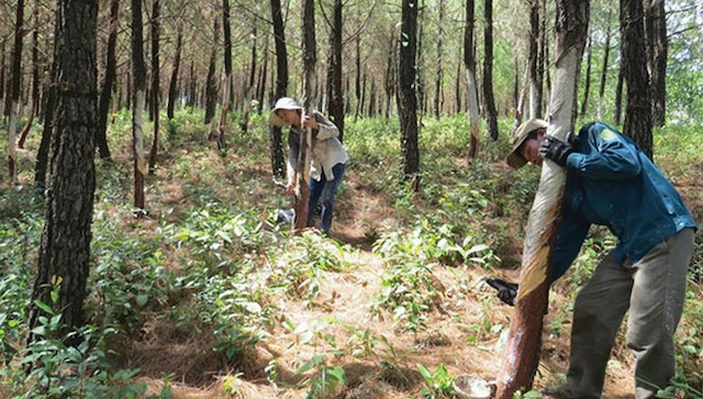 Người dân tận dụng đất đồi để trồng keo và hồi (Ảnh Tư Liệu)
