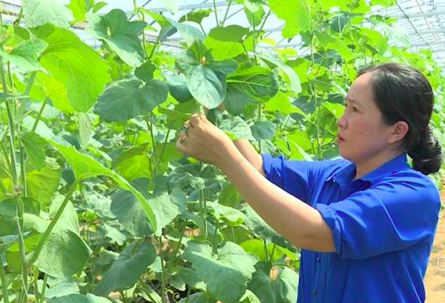 Chị Quyên đang chăm sóc dưa (Ảnh: Tư liệu)