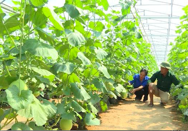 HTX đang tạo công ăn việc làm cho 7 lao động (Ảnh: TL)