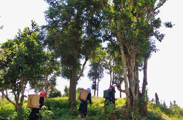 Cây chè Shan hữu cơ đang góp phần đổi thay cuộc sống của đồng bào vùng cao xã Bản Liền (Ảnh IT)