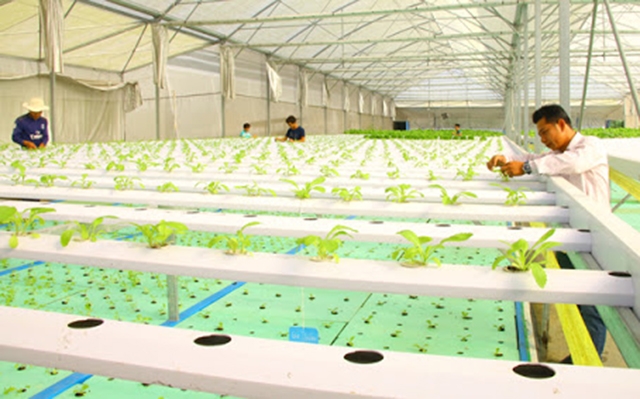Đồng Tháp đang đẩy mạnh nhân rộng các mô hình sản xuất hiện đại (Ảnh Tư liệu)