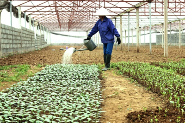 Thành viên HTX Đồng Xuân Tiến chăm sóc cây dưa giống chuẩn bị cho vụ mới. Ảnh: Trường Giang