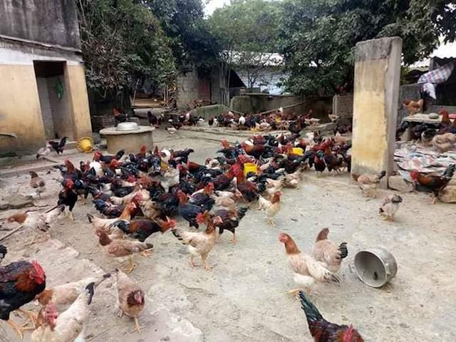 Giá gà ta bán tại các chợ dân sinh ở Hà Nội giảm còn 85.000 đồng/kg (Ảnh: Thanh Hoa)