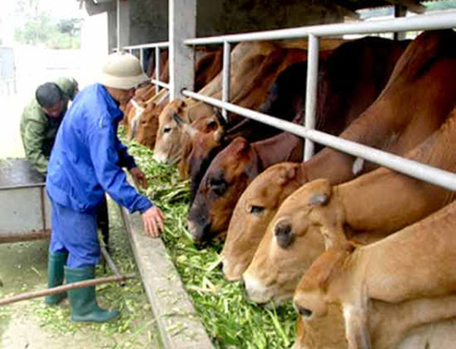 HTX đang có kết quả tốt trong lĩnh vực chăn nuôi bò (Ảnh Tư liệu)