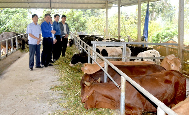 HTX Tiến Thành đang triển khai mô hình chuỗi liên kết nuôi vỗ béo trâu, bò thịt gắn với tiêu thụ sản phẩm (Ảnh: TL)