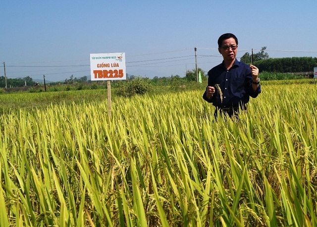 Kiểm tra giống lúa TBR225 tại mô hình cánh đồng mẫu lớn trong sản xuất lúa xã Tịnh Bắc (Ảnh: Tư liệu)