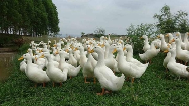 Mô hình chăn nuôi tổng hợp mỗi năm cho thu nhập 500 triệu đồng của HTX Minh Sơn (Ảnh: TL)