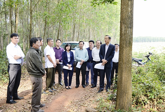 Mô hình trồng rừng chứng chỉ FSC của HTX Phú Hưng được nhiều địa phương học tập (Ảnh tư liệu)