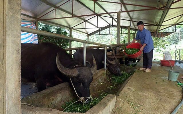 Mô hình nuôi trâu, bò vỗ béo tại xã Hùng Mỹ, huyện Chiêm Hóa giúp nhiều hộ dân thoát nghèo (Ảnh IT)