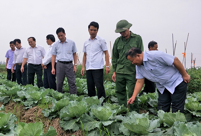 Sản xuất theo tiêu chuẩn theo tiêu chuẩn GlobalGAP sẽ giúp nông sản nâng cao giá trị và xuất khẩu được ra nước ngoài (Ảnh IT)